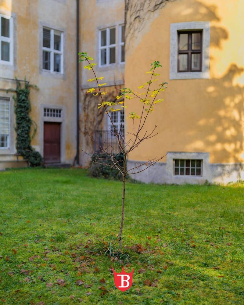 🌳 Ein kleiner Baum mit großer Bedeutung